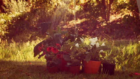 gardener watering flower with watering can