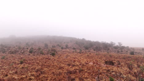 flyover of giraffe feeding on a misty morning in africa, giraffa camelopardalis