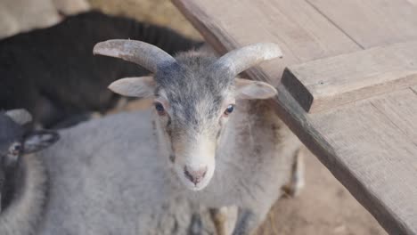 cute domestic goats in rural farm, close up view