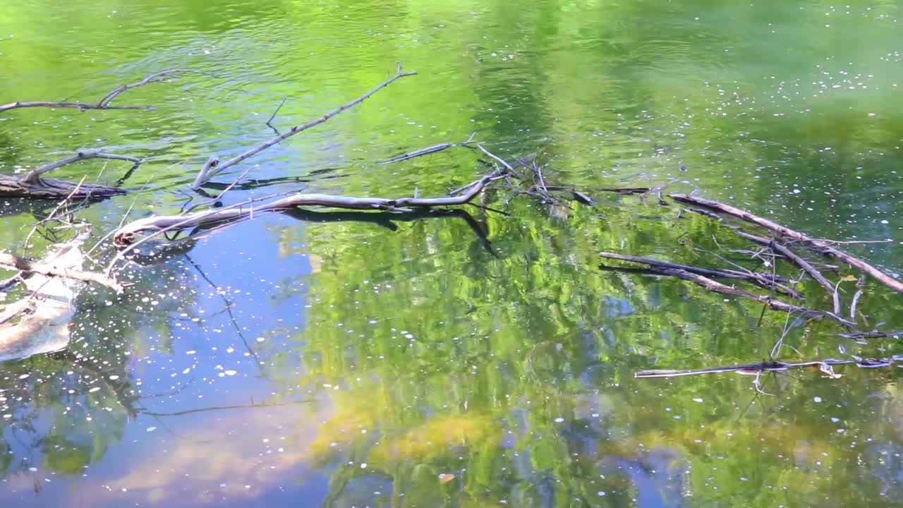 Broken Tree Branches In River Water Video
