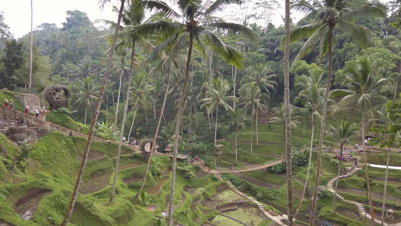 terraza de arroz en la selva de bali indonesia