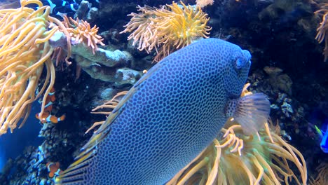 colorido, vibrante y exótico acuario de peces tropicales