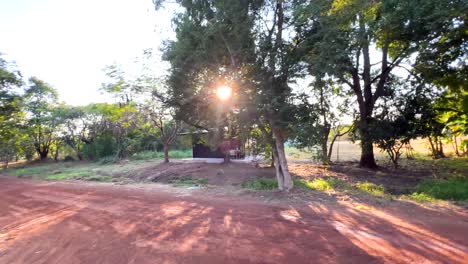 la luz del sol se filtra a través de los árboles en un camino de tierra