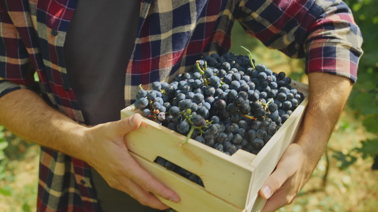 Farmer Holding a Wooden Crate Full of Grapes