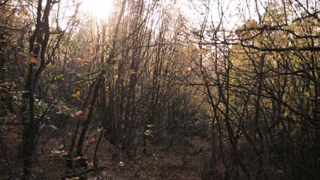 Sol-A-Través-De-Los-árboles-En-Un-Bosque-De-Otoño-Naranja