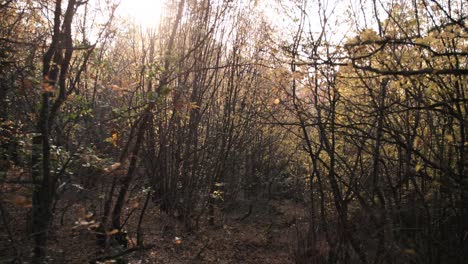 sol a través de los árboles en un bosque de otoño naranja