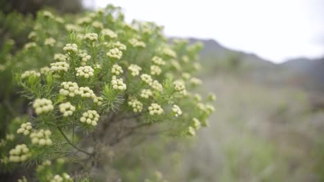 planta de flores amarillas junto a un sendero de senderismo en pisac, cuzco, perú
