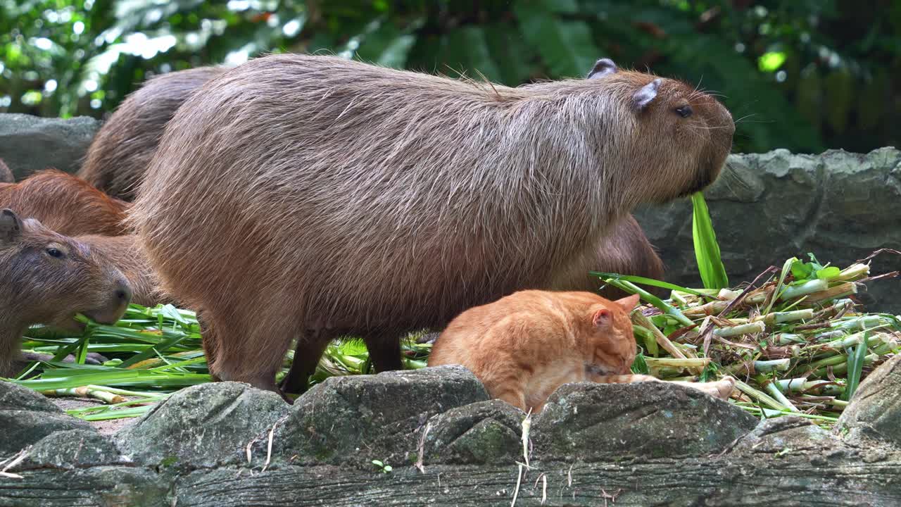 Oyen the orange cat, grooming its fur with a herd of capybaras (hydrochoerus hydrochaeris) feeding in the background in Zoo Negara, National Zoo of Malaysia, close up shot.