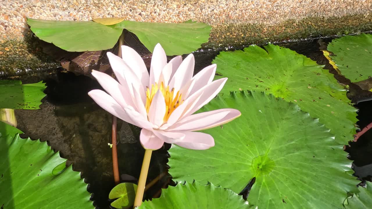lapso de tiempo de un lirio de agua abriéndose