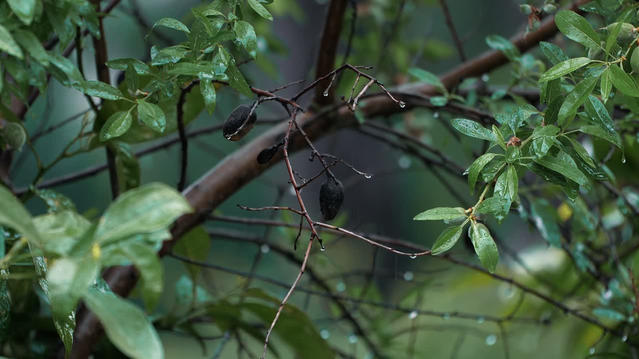 Ripresa al rallentatore della pioggia che cade su foglie e rami verdi in un giardino.