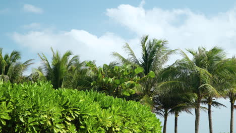 green tropical bushes and lush coconut palm trees swaying against blue sky with white clouds background in slow motion