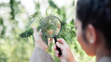 examining cannabis plant with magnifying glass