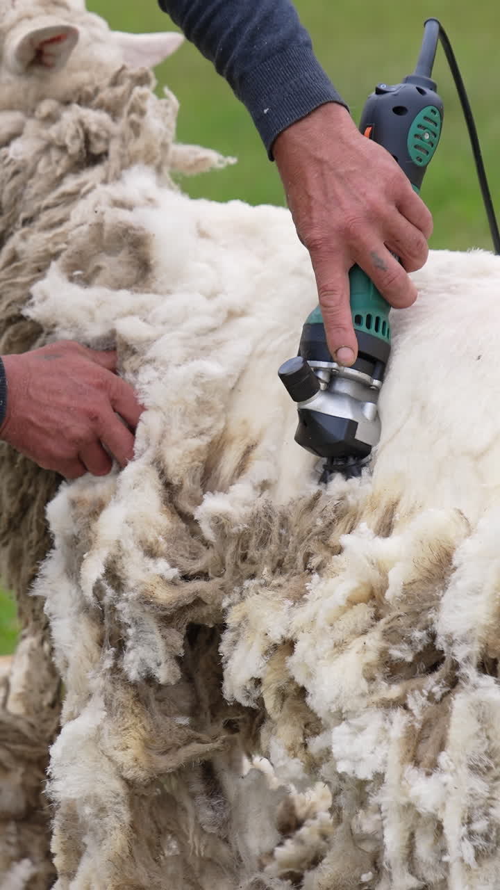 양털 깎기