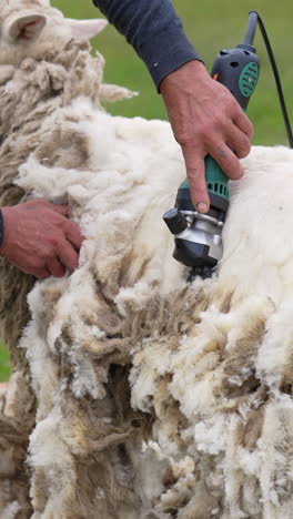 sheep shearing