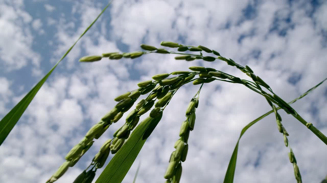 Lavvinklet videooptagelse af frodige, grønne rismarker under en lys himmel, der indfanger den livlige vækst