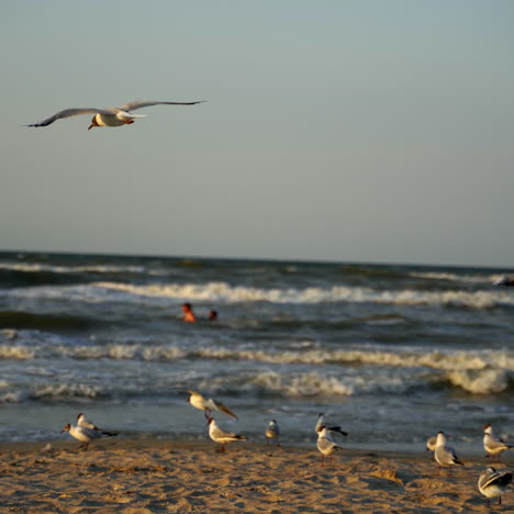 many seagulls walking on the sea shore in the evening. flock of seagulls on a beach near sea water with foamy waves and some people swimming in summer.