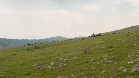 aerial reveal shot rushing up the side of jadovnik mountain to show a herd of cattle