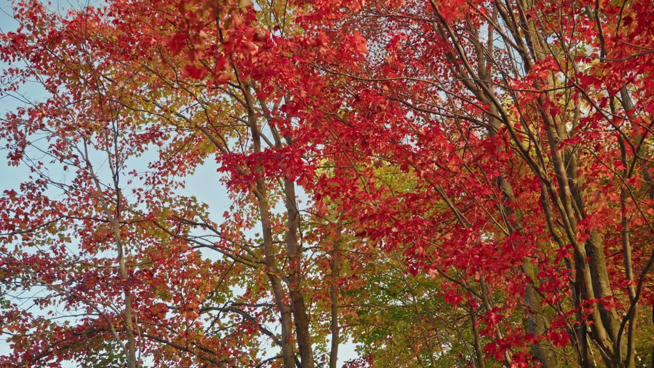 Beautiful autumn environment on a quiet forest, North America, Quebec, Montreal, Canada.