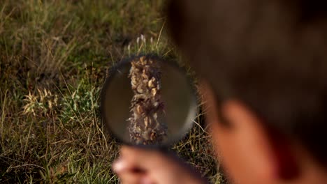 view of a plant through a magnifying glass