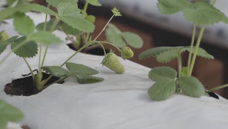 strawberry plant moving softly with the wind and bearing a couple of unripe strawberries