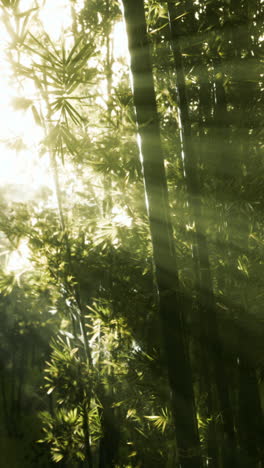 sunbeams shining through a bamboo forest