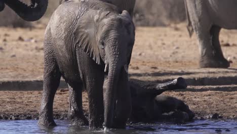 elephant drinking in watering hole in namibia with baby