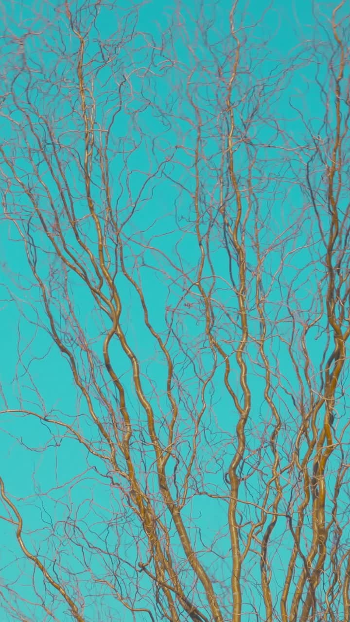 Bare Tree Branches Swaying Against a Bright Blue Sky