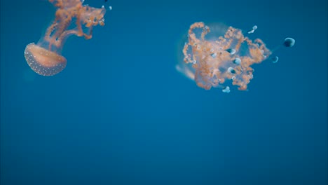 white spotted jellyfish swimming slowly in a aquatic landscape, close up tracking shot, blue background