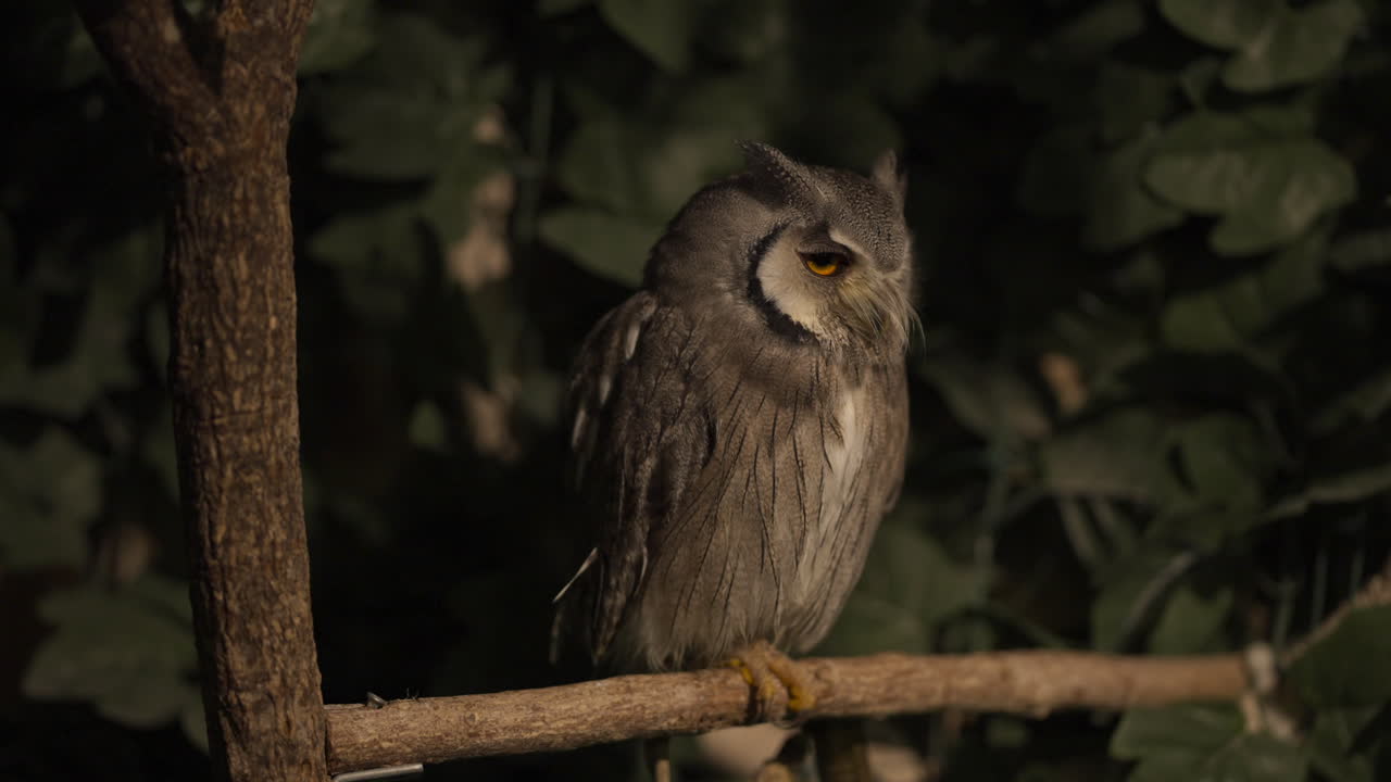 búho real grisáceo donde se posan en la rama de un árbol