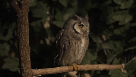 greyish eagle-owl  perching on a tree branch