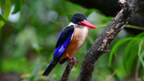 The-Black-capped-Kingfisher-has-a-candy-like-red-bill-and-a-black-cap-which-is-found-in-Thailand-and-other-countries-in-Asia