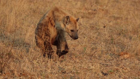 injured spotted hyena walking on its front legs only, south africa