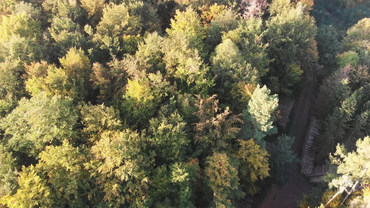 vista aérea de un bosque en hermosos colores de otoño