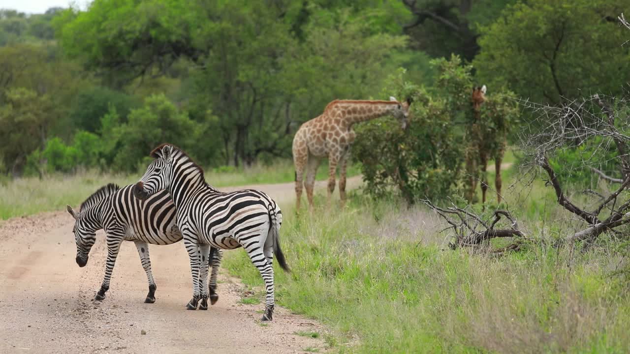 toma amplia de dos cebras paradas en el camino de tierra y dos jirafas alimentándose en el fondo, parque nacional kruger