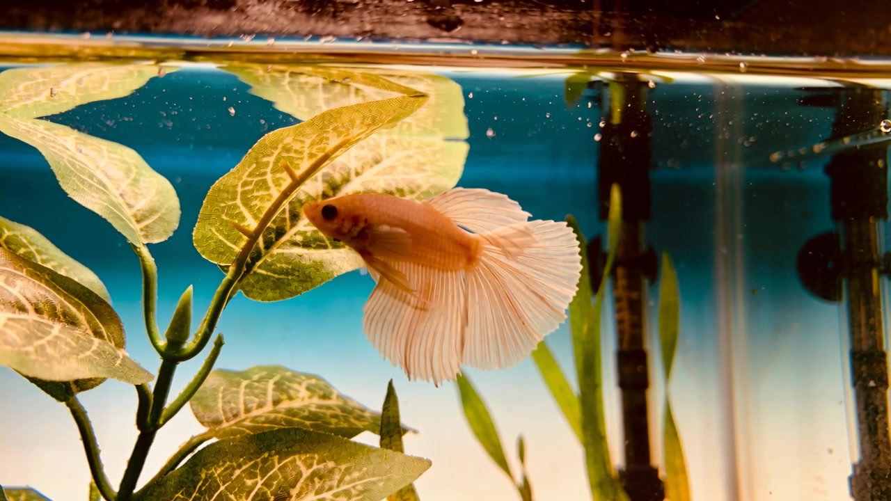 En bleg ferskenfarvet kampfisk glider og følger stigende luftbobler, inspicerer filter og planter i akvariet.