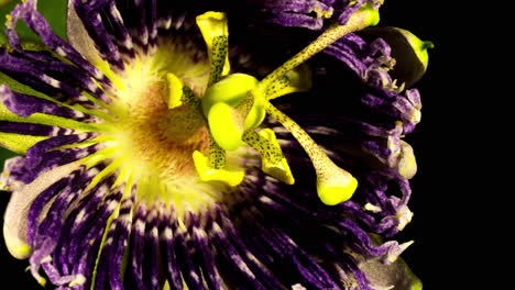flor de la pasión floreciendo-1