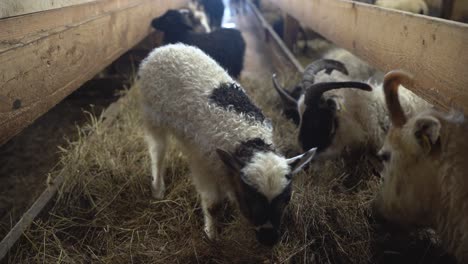 A-lamb-surrounded-by-sheep-in-an-indoor-farm-eating-hay-in-Iceland,-showcasing-the-traditional-farming-practices-and-care-given-to-the-livestock