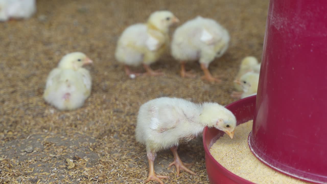 There are baby chickens in the poultry farm.
