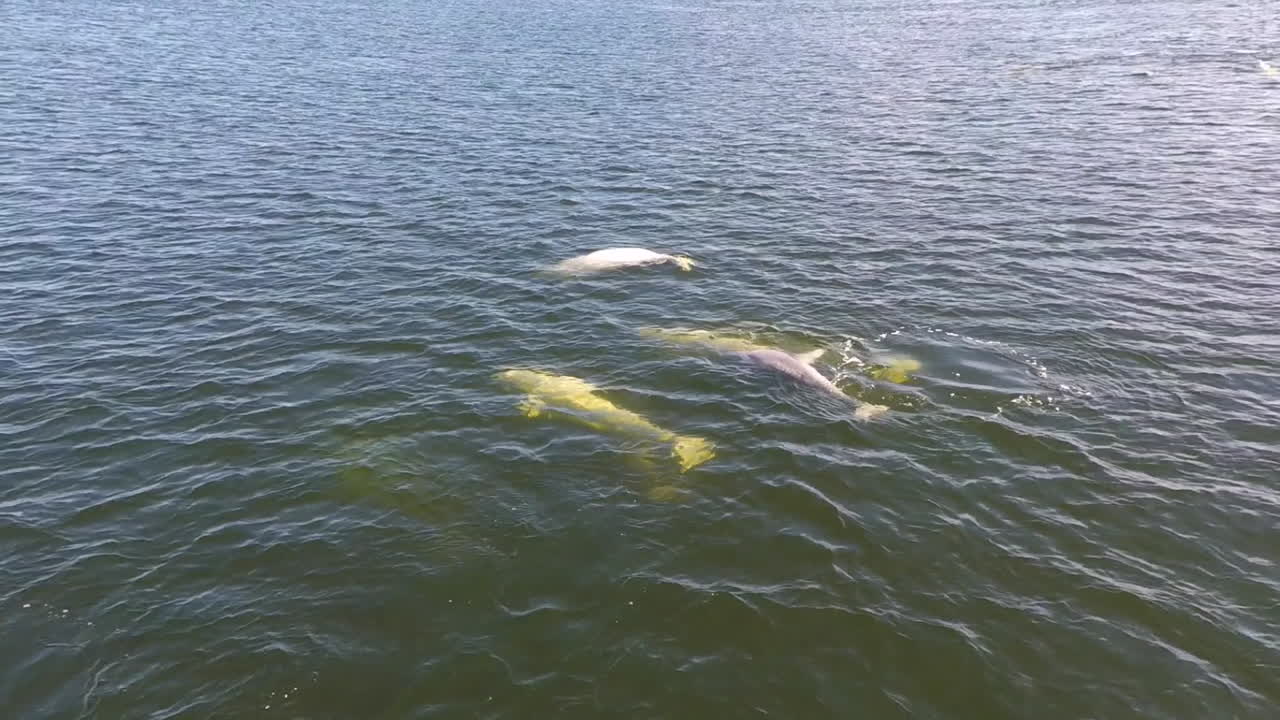 аэрофотосъемка над белухами в дикой природе