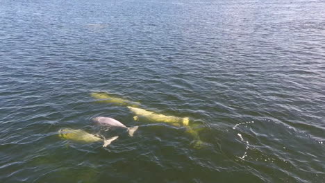 una antena sobre las ballenas beluga en la naturaleza