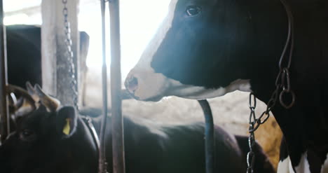 cow eating hay in farm barn agriculture dairy cows in agricultural farm barn 7