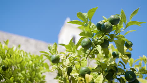 green limes on a tree in a village