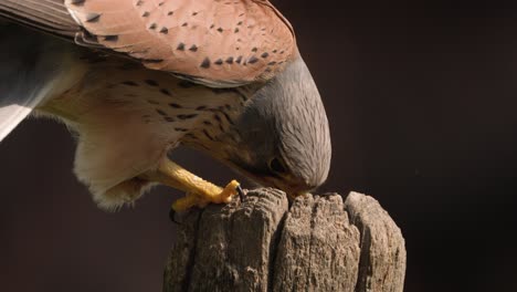 extreme close-up of a male common kestrel perched on a small tree trunk and feeding off his prey that's inside the wood