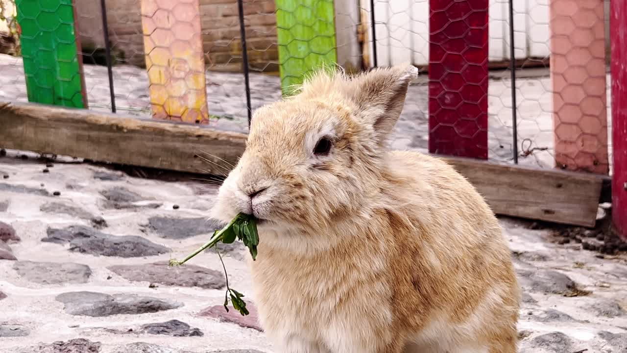 Fluffy bunny chews green leaves near vibrant wood fencing in outdoor farm area