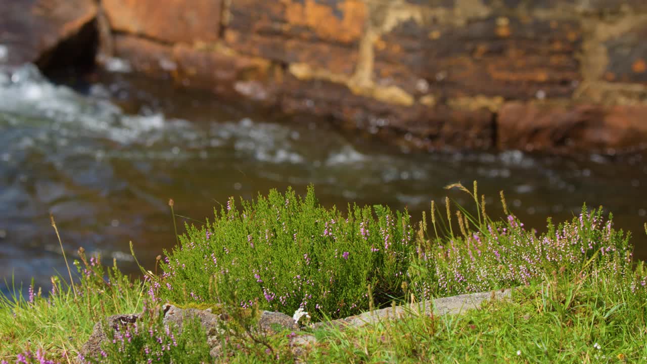 Purple heather shrub and wildflowers beside fast-moving stream, daylight, stable camera, natural setting