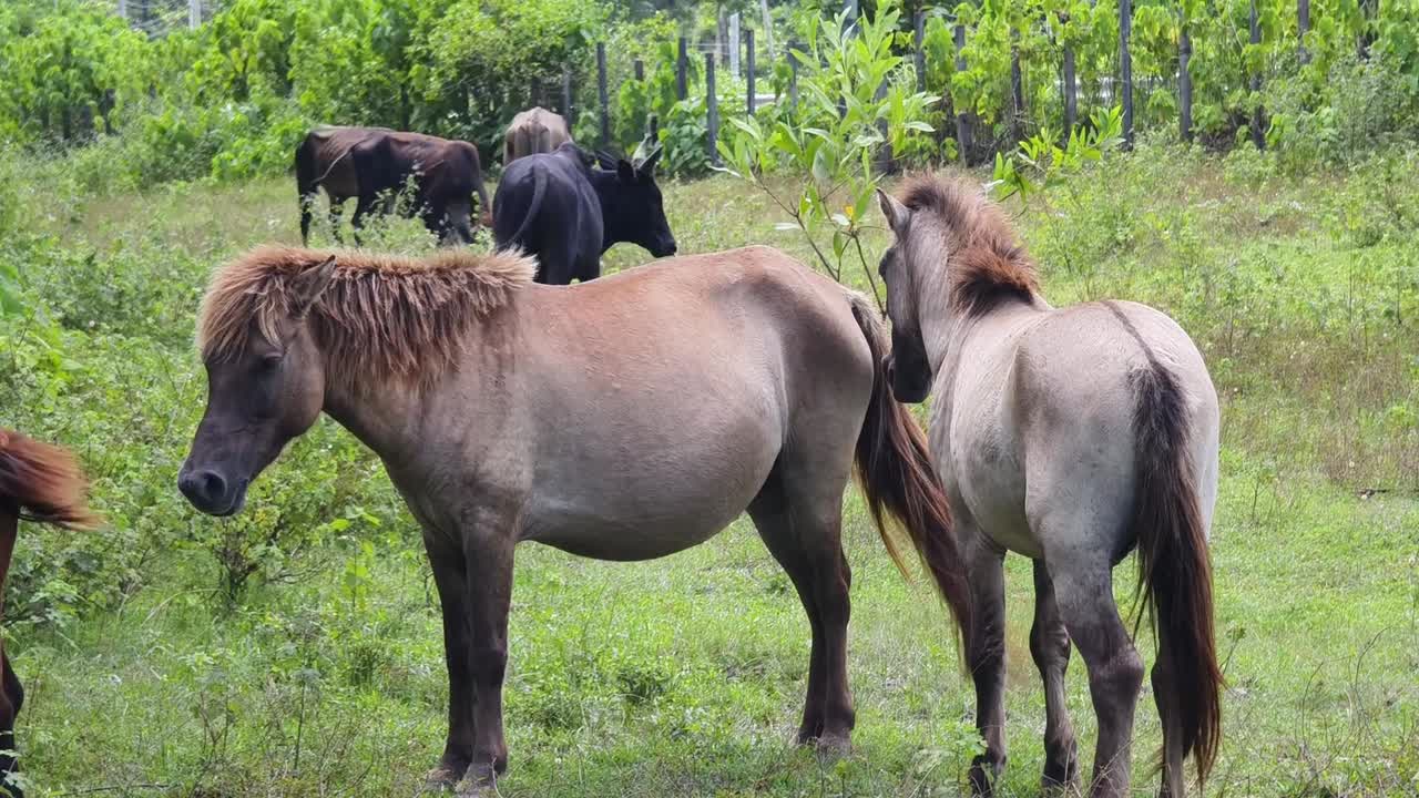 caballos y ganado en un campo