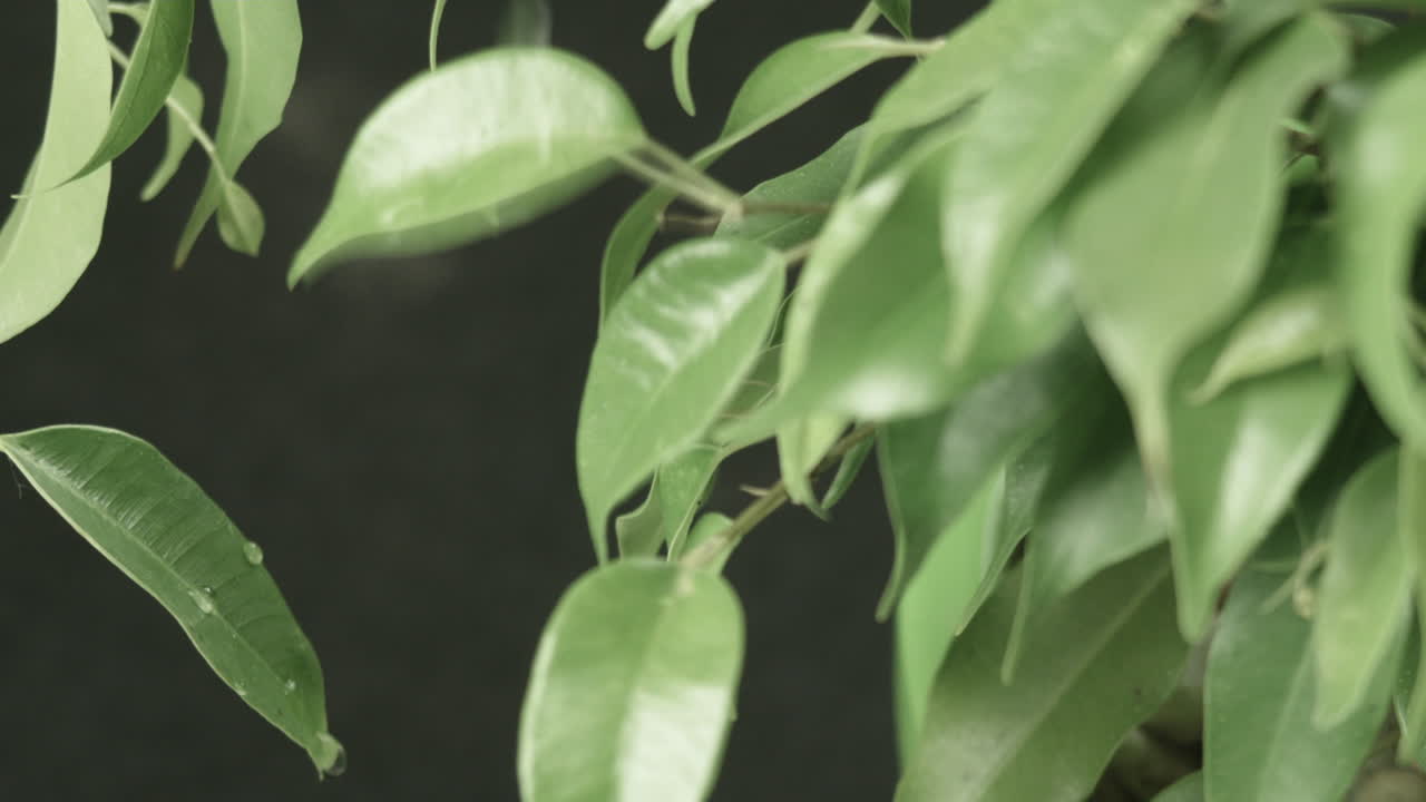 gotas de lluvia caen sobre las hojas de una pequeña planta, fondo oscuro