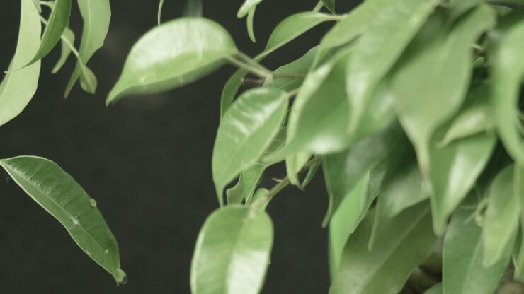 Gocce di pioggia cadono sulle foglie di una piccola pianta, sfondo scuro.