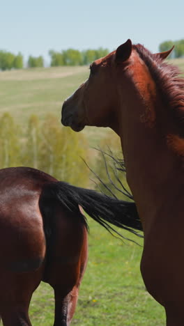 graceful capricious mare kicks intrusive stallion grazing on green pasture slow motion. female and male horses interaction at wild preserved area