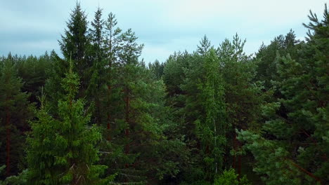 forest canopy aerial view